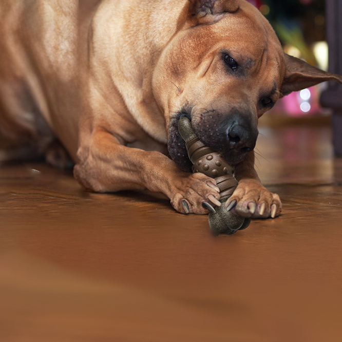 Squeaky Dog Toy2